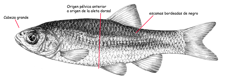 Squalius valentinus